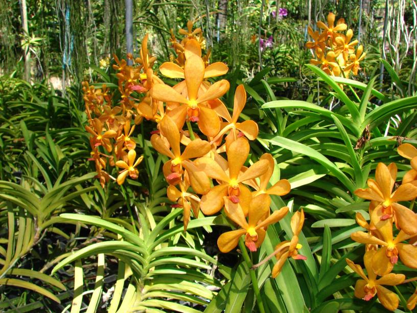 Презентация по окружающему миру "Орхидеи - удивительные творения природы"