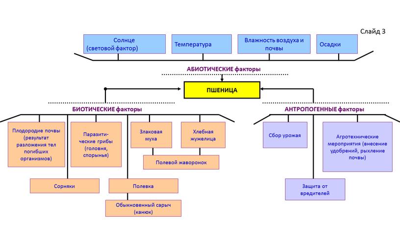 ПШЕНИЦА Слайд 3 АБИОТИЧЕСКИЕ факторы