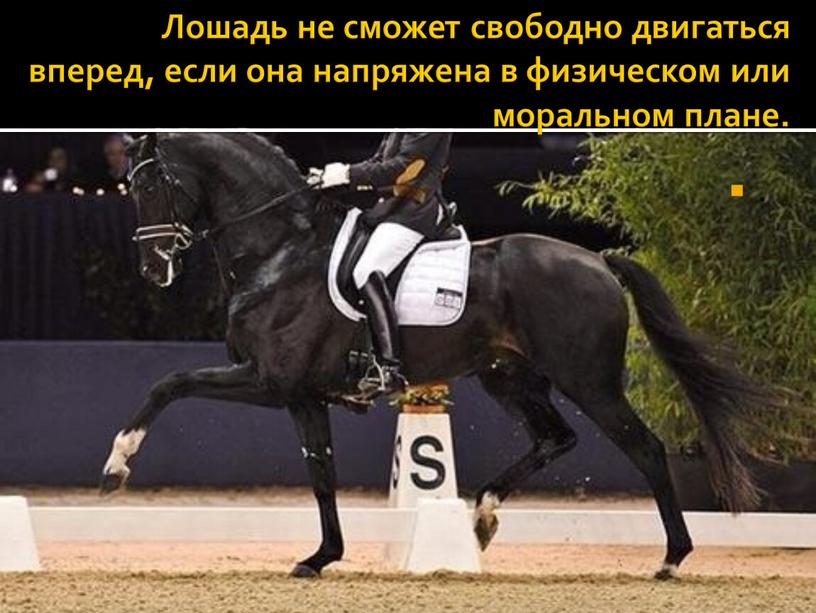 Лошадь не сможет свободно двигаться вперед, если она напряжена в физическом или моральном плане