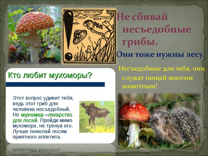Не сбивай несъедобные грибы. Они тоже нужны лесу