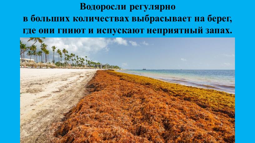 Водоросли регулярно в больших количествах выбрасывает на берег, где они гниют и испускают неприятный запах