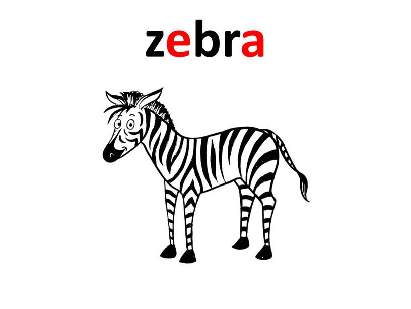 zebra