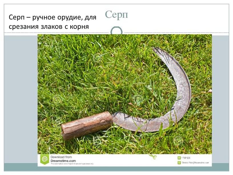 Серп – ручное орудие, для срезания злаков с корня