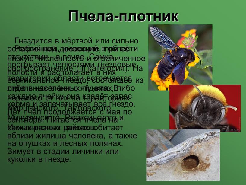Пчела-плотник Редкий вид, имеющий в области низкую численность и ограниченное распространение (III категория)