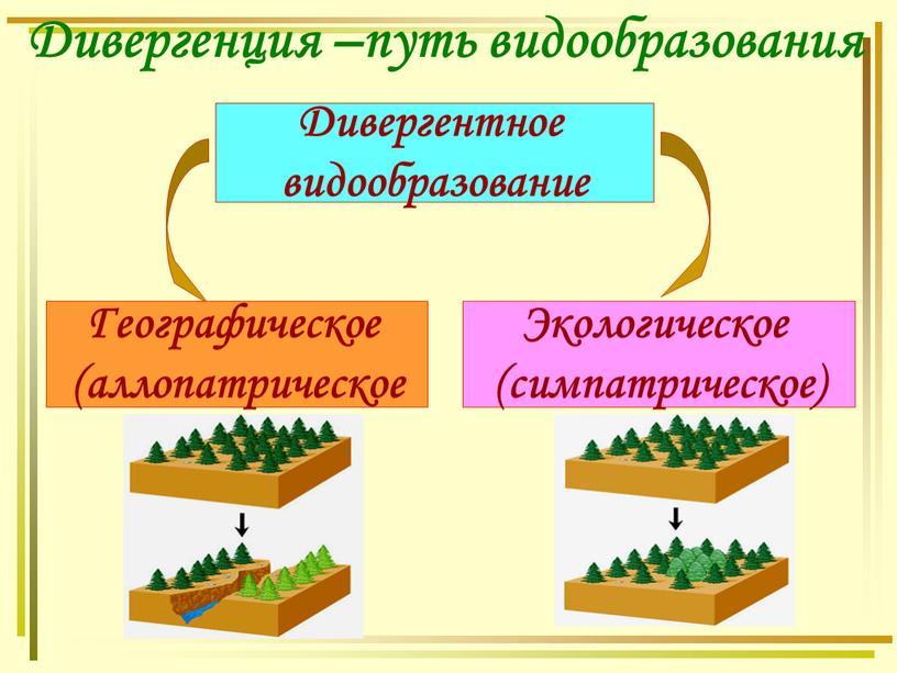 Дивергенция –путь видообразования