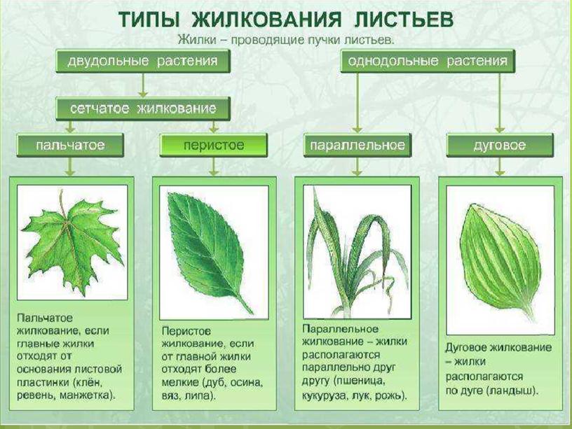 Покрытосеменные растения.