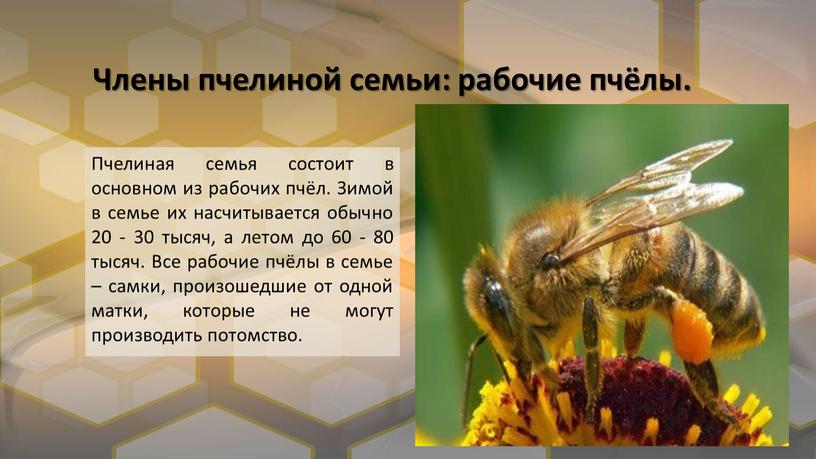 Члены пчелиной семьи: рабочие пчёлы