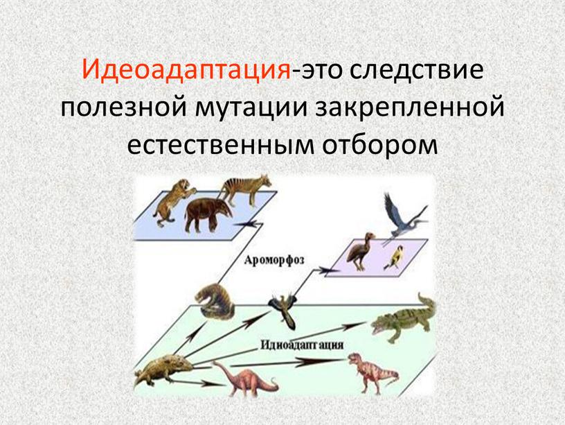 Идеоадаптация-это следствие полезной мутации закрепленной естественным отбором