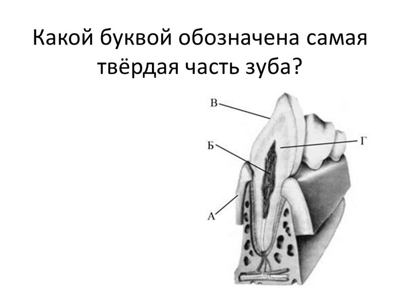 Какой буквой обозначена самая твёрдая часть зуба?