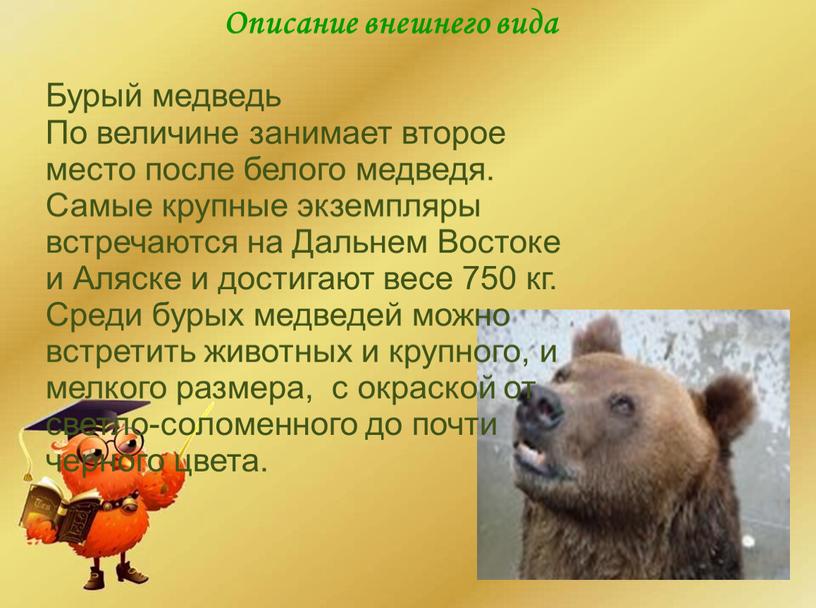 Описание внешнего вида Бурый медведь