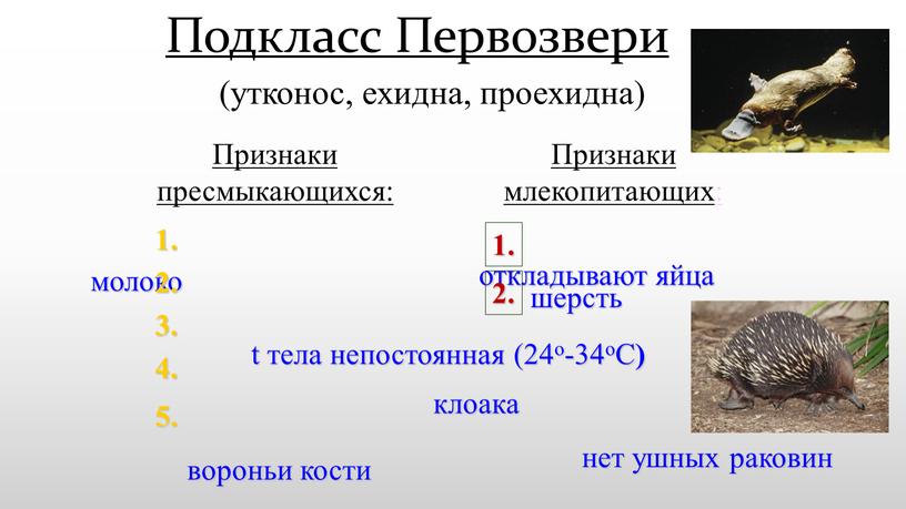 Подкласс Первозвери (утконос, ехидна, проехидна) шерсть молоко клоака вороньи кости откладывают яйца нет ушных раковин t тела непостоянная (24о-34оС )