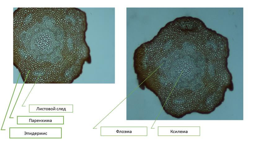 Эпидермис Паренхима Листовой след