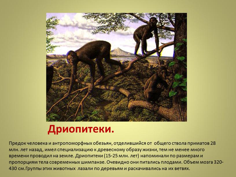 Дриопитеки. Предок человека и антропоморфных обезьян, отделившийся от общего ствола приматов 28 млн