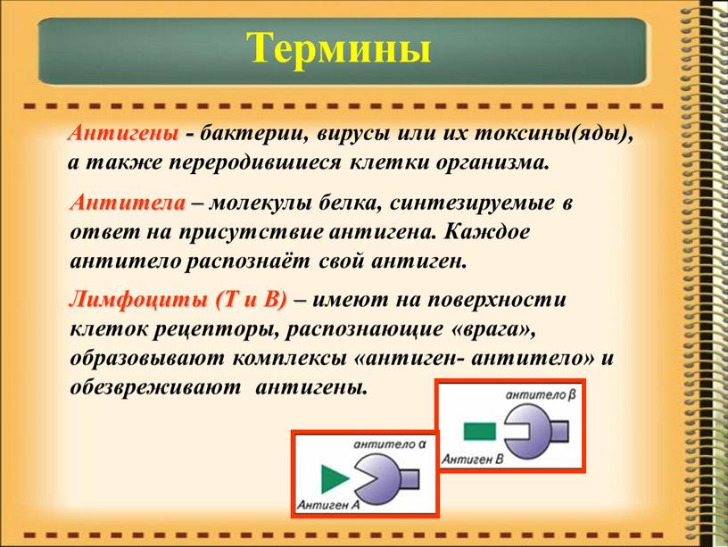 Термины Антигены - бактерии, вирусы или их токсины(яды), а также переродившиеся клетки организма