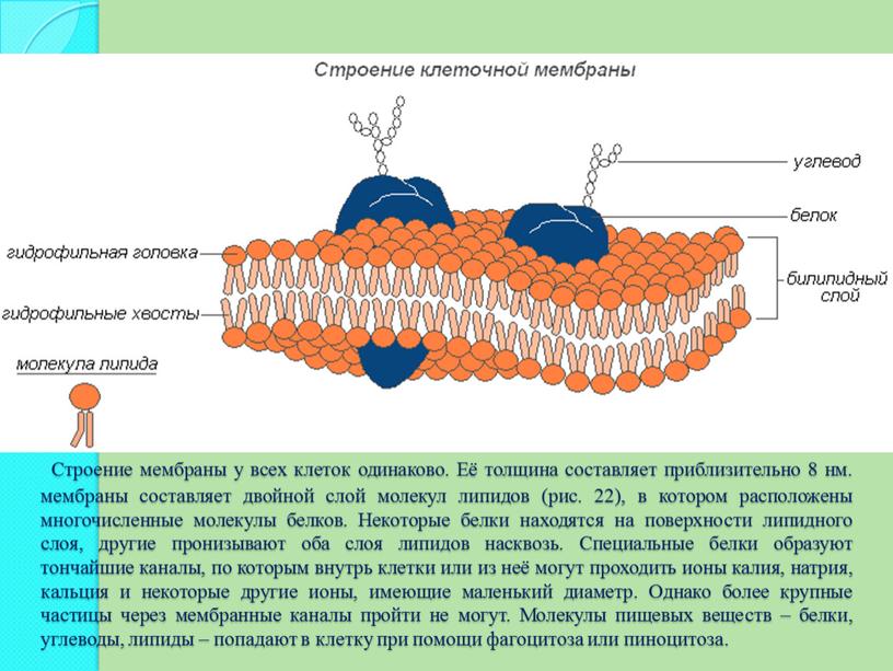 Строение эукариотической клетки - презентация онлайн