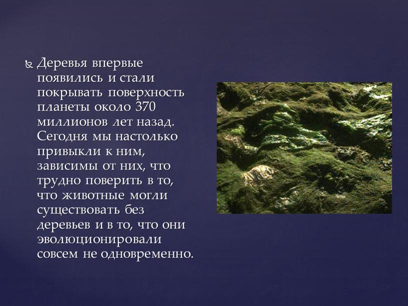 Деревья впервые появились и стали покрывать поверхность планеты около 370 миллионов лет назад