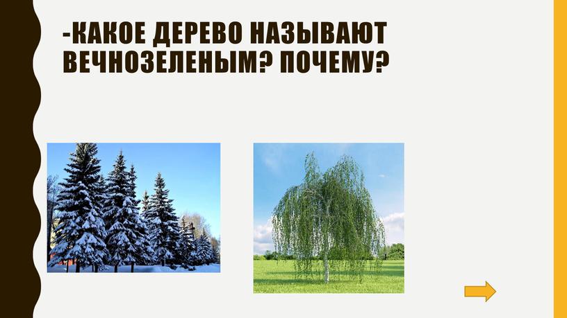 Какое дерево называют вечнозеленым?