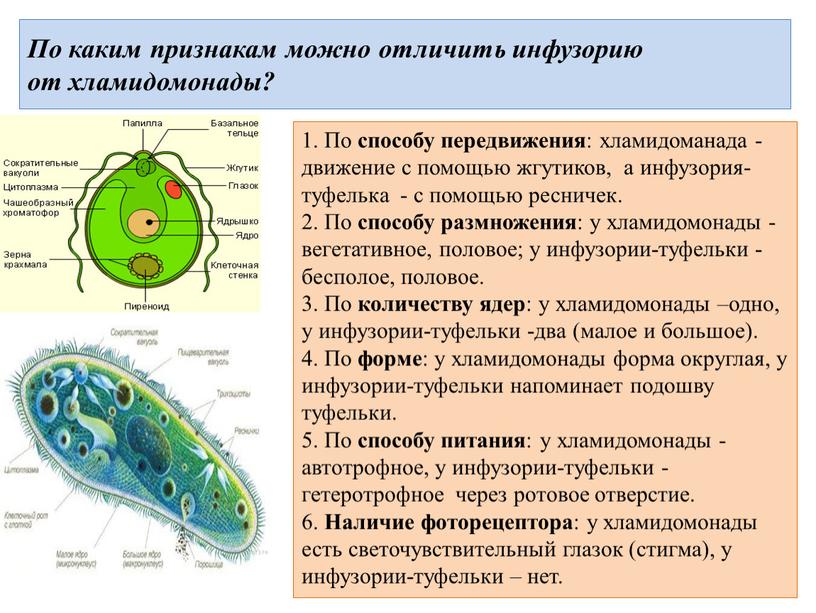 По каким признакам можно отличить инфузорию от хламидомонады? 1