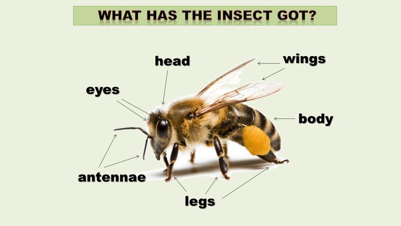 legs body wings head antennae eyes What has the insect got?