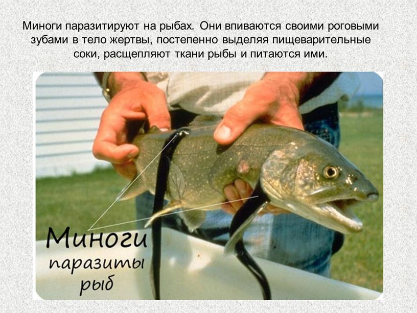 Миноги паразитируют на рыбах. Они впиваются своими роговыми зубами в тело жертвы, постепенно выделяя пищеварительные соки, расщепляют ткани рыбы и питаются ими