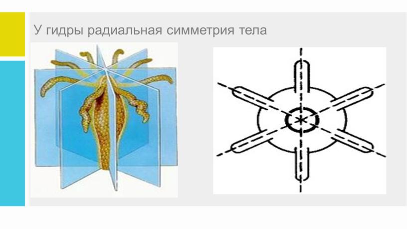 У гидры радиальная симметрия тела