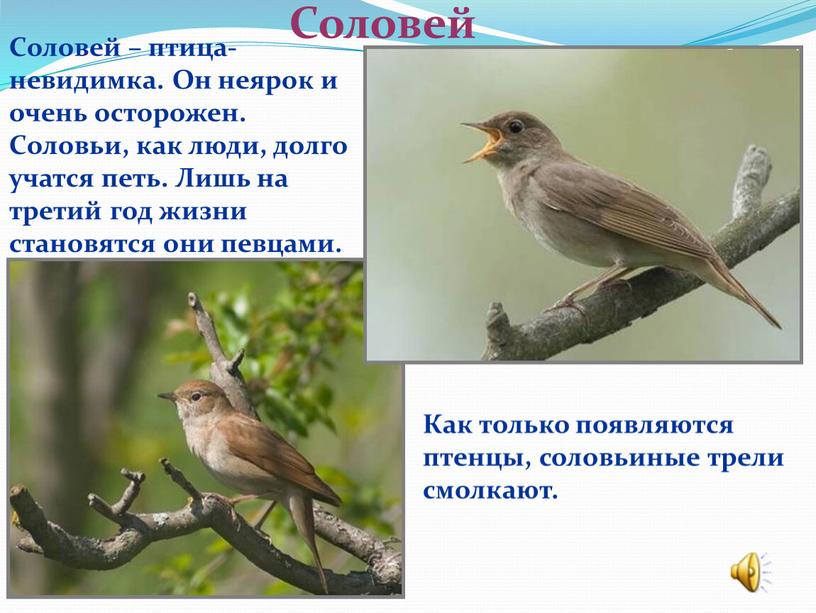 Соловей Соловей – птица-невидимка