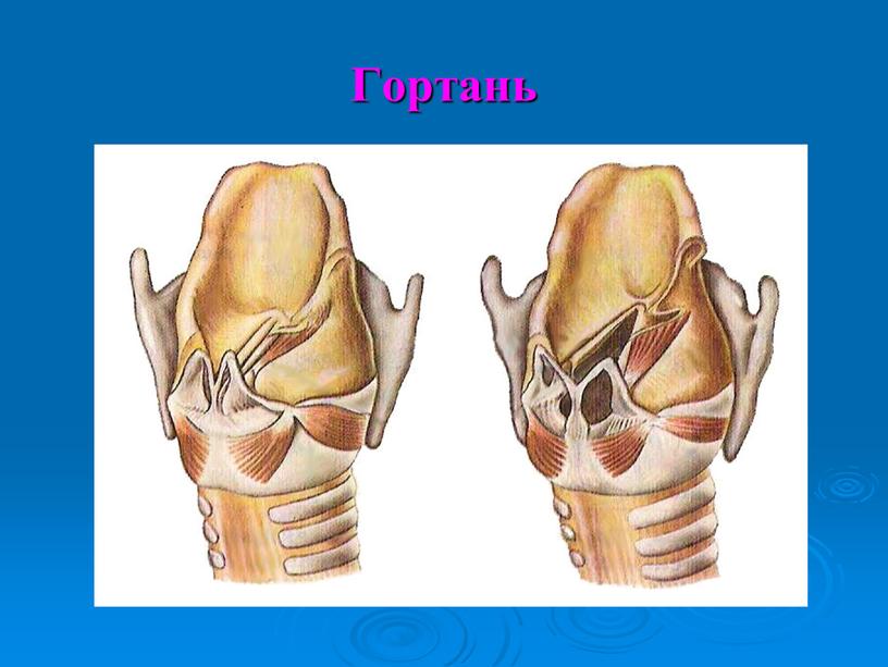 Гортань