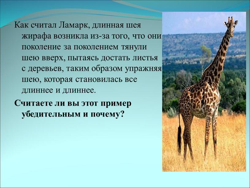 Как считал Ламарк, длинная шея жирафа возникла из-за того, что они поколение за поколением тянули шею вверх, пытаясь достать листья с деревьев, таким образом упражняя…