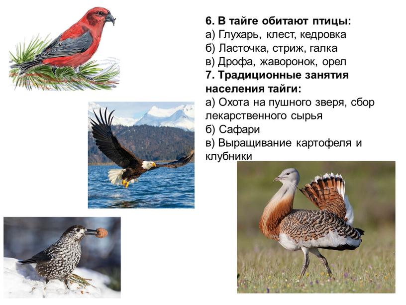 В тайге обитают птицы: а) Глухарь, клест, кедровка б)