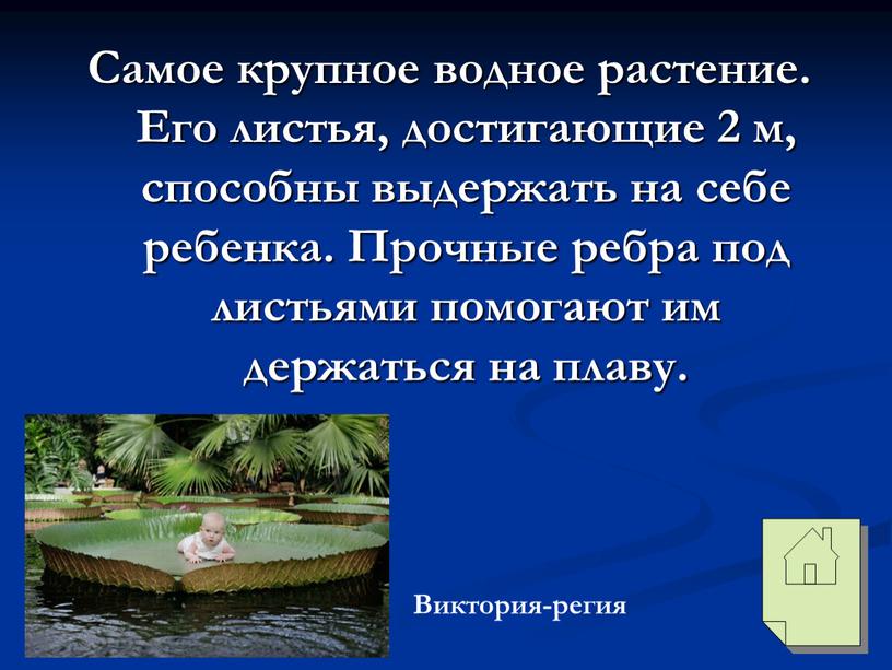 Самое крупное водное растение.