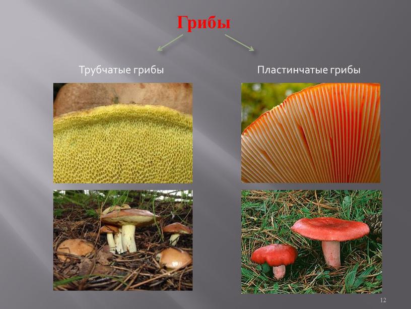 Грибы Трубчатые грибы Пластинчатые грибы