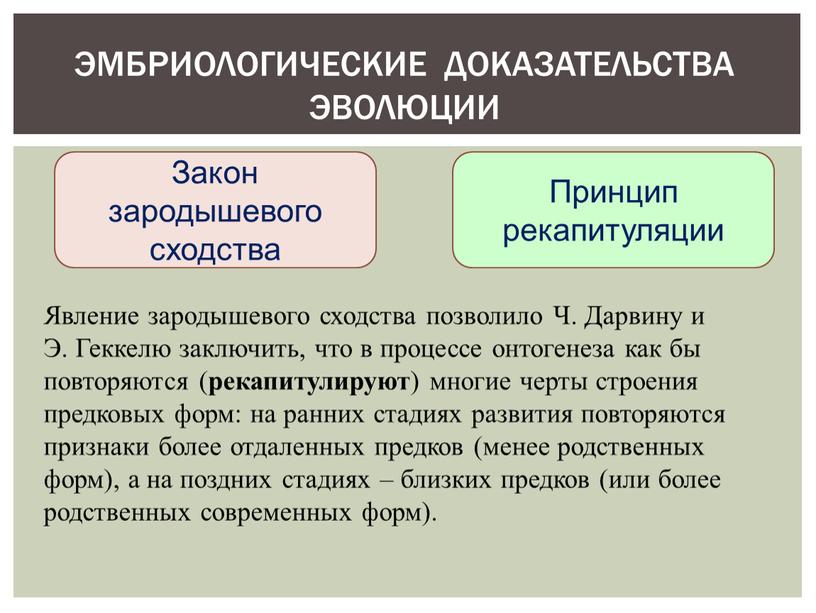 Закон зародышевого сходства Принцип рекапитуляции