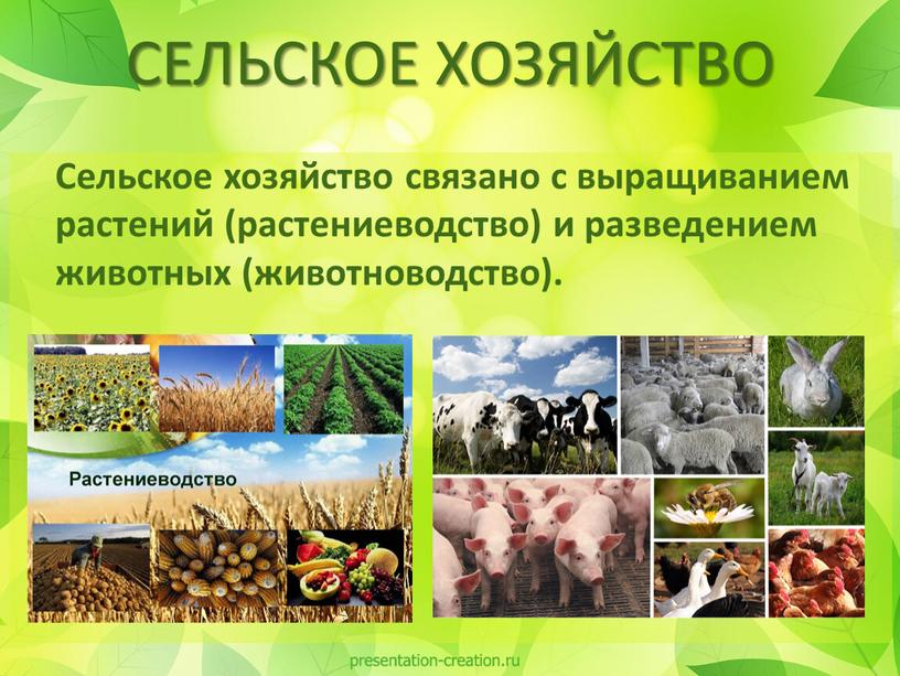 Сельское хозяйство связано с выращиванием растений (растениеводство) и разведением животных (животноводство)