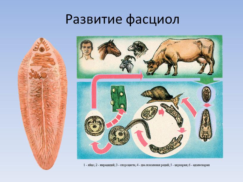 Развитие фасциол