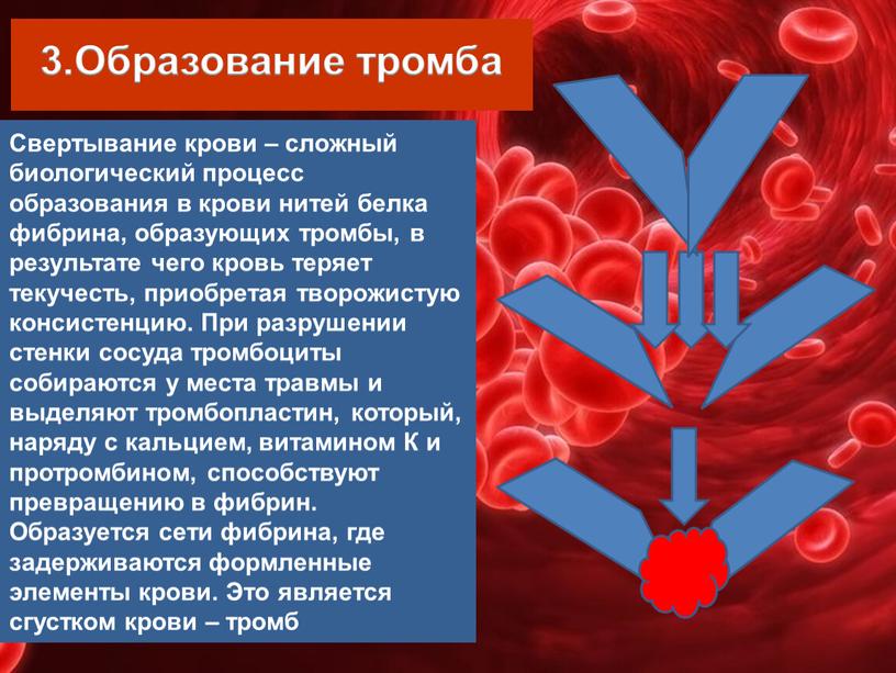 Свертывание крови – сложный биологический процесс образования в крови нитей белка фибрина, образующих тромбы, в результате чего кровь теряет текучесть, приобретая творожистую консистенцию