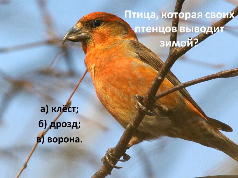 Птица, которая своих птенцов выводит зимой? а) клёст; б) дрозд; в) ворона