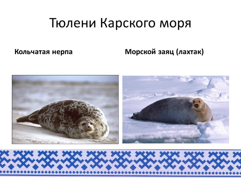 Тюлени Карского моря Кольчатая нерпа