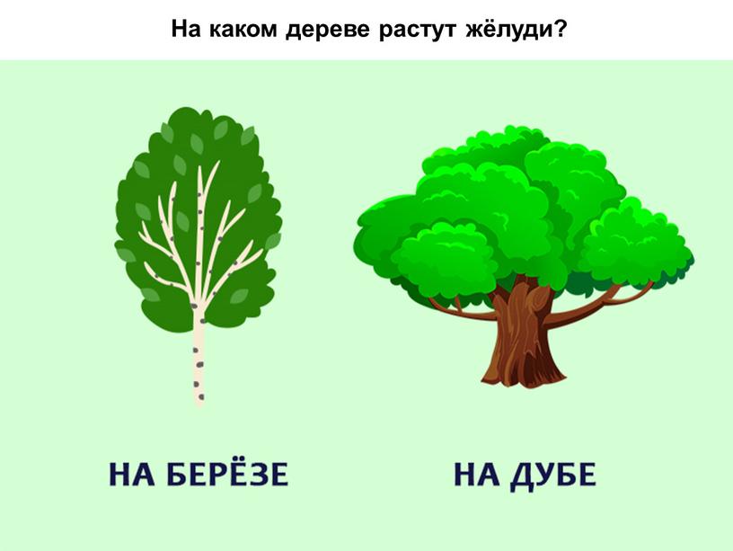 На каком дереве растут жёлуди?