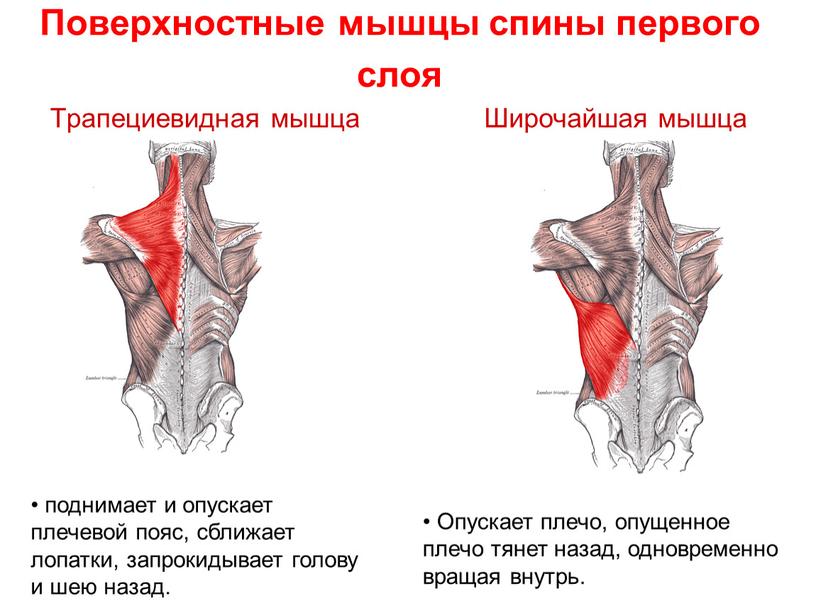 Поверхностные мышцы спины первого слоя