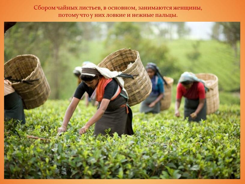 Сбором чайных листьев, в основном, занимаются женщины, потому что у них ловкие и нежные пальцы