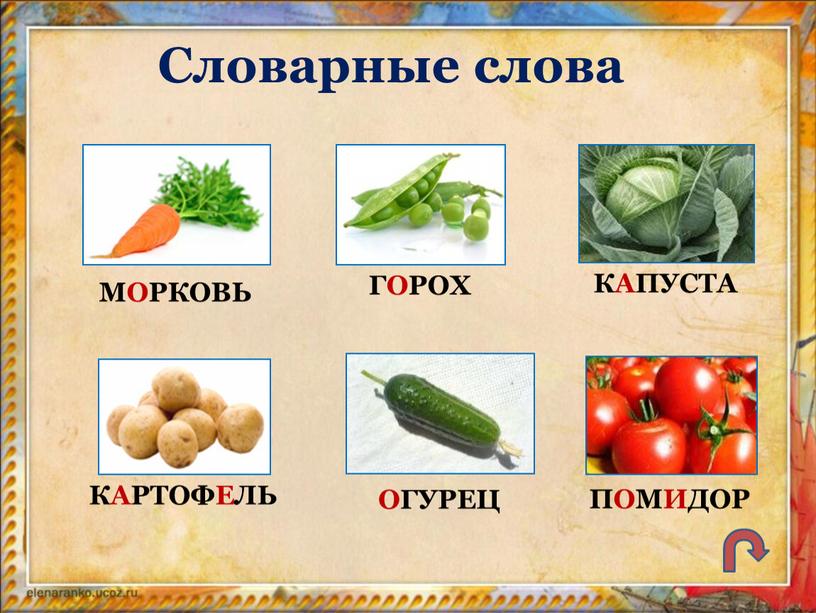 Словарные слова МОРКОВЬ ГОРОХ КАПУСТА