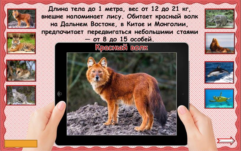 Красный волк Длина тела до 1 метра, вес от 12 до 21 кг, внешне напоминает лису