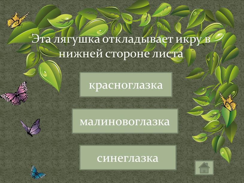 Эта лягушка откладывает икру в нижней стороне листа малиновоглазка красноглазка синеглазка