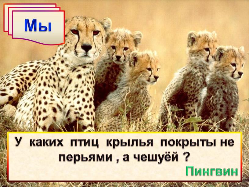 Мы У каких птиц крылья покрыты не перьями , а чешуёй ?