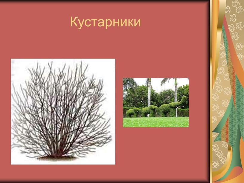 Кустарники