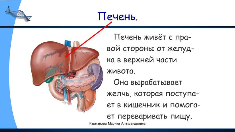 Печень. Печень живёт с пра- вой стороны от желуд- ка в верхней части живота