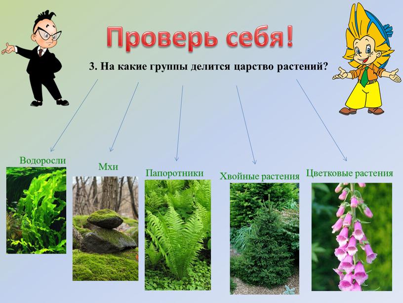 Проверь себя! 3. На какие группы делится царство растений?