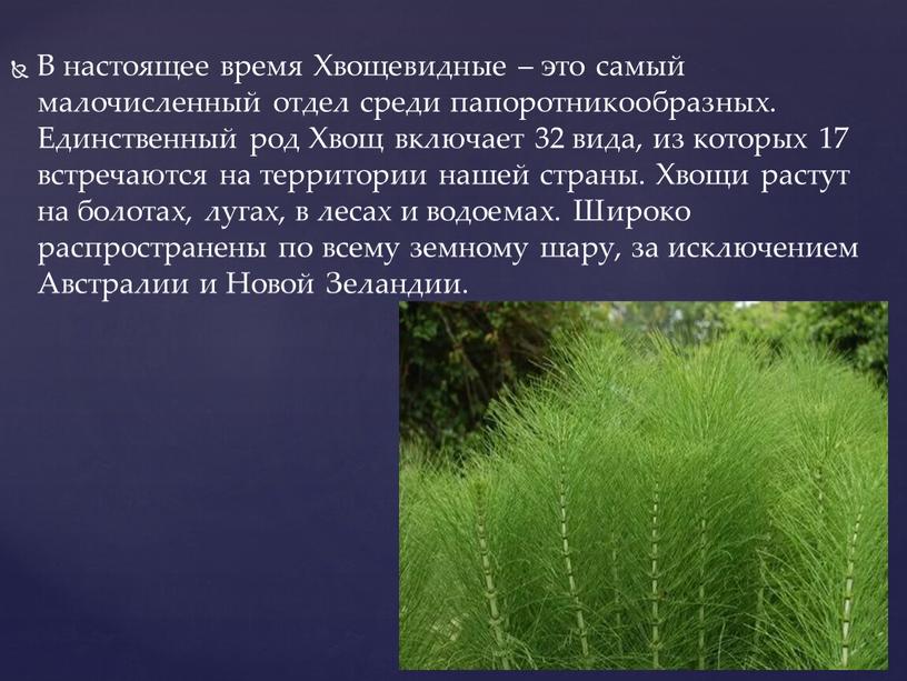 В настоящее время Хвощевидные – это самый малочисленный отдел среди папоротникообразных