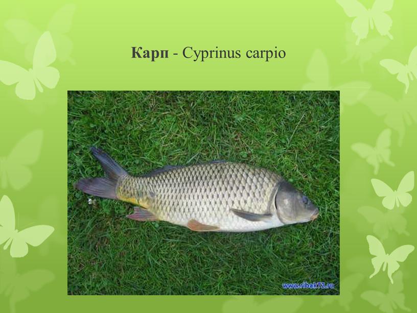 Карп - Cyprinus carpio