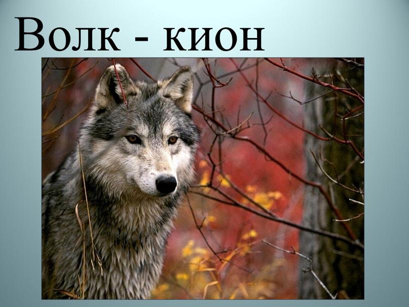 Волк - кион